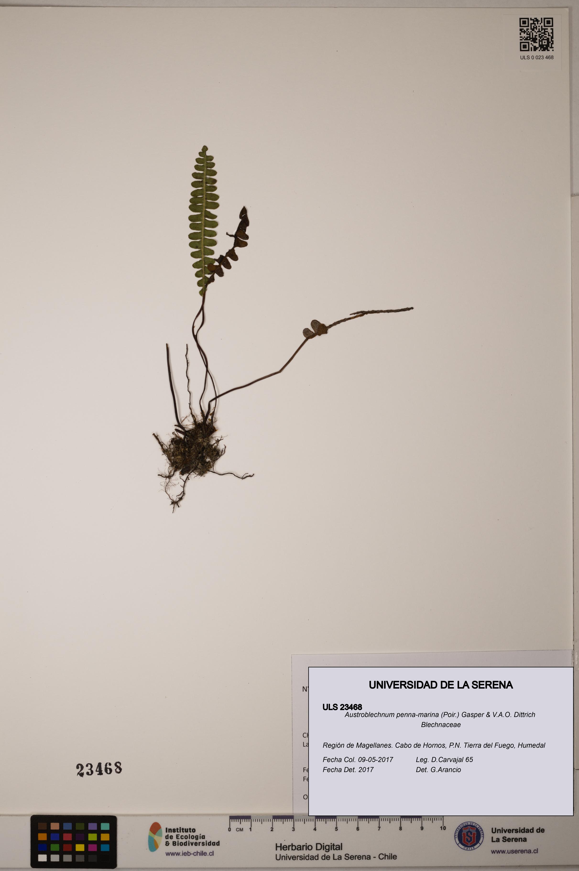 Austroblechnum penna-marina [Espécimen: ULS:ULS:0023468]