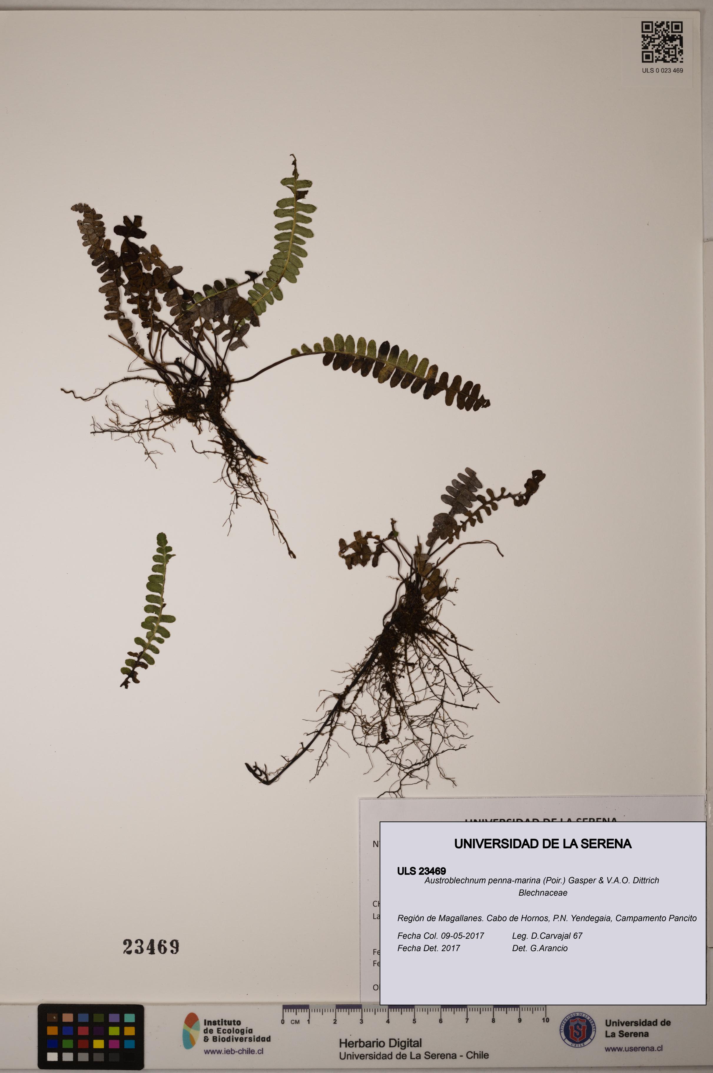 Austroblechnum penna-marina [Espécimen: ULS:ULS:0023469]