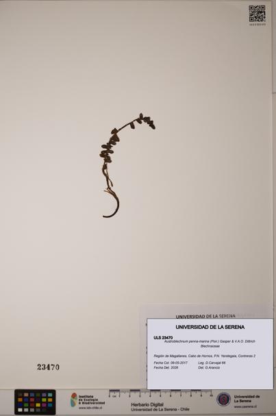 Austroblechnum penna-marina [Espécimen: ULS:ULS:0023470]