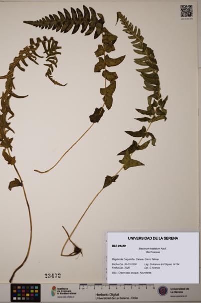 Blechnum hastatum [Espécimen: ULS:ULS:0023472]