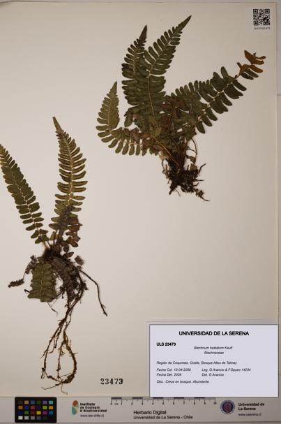 Blechnum hastatum [Espécimen: ULS:ULS:0023473]