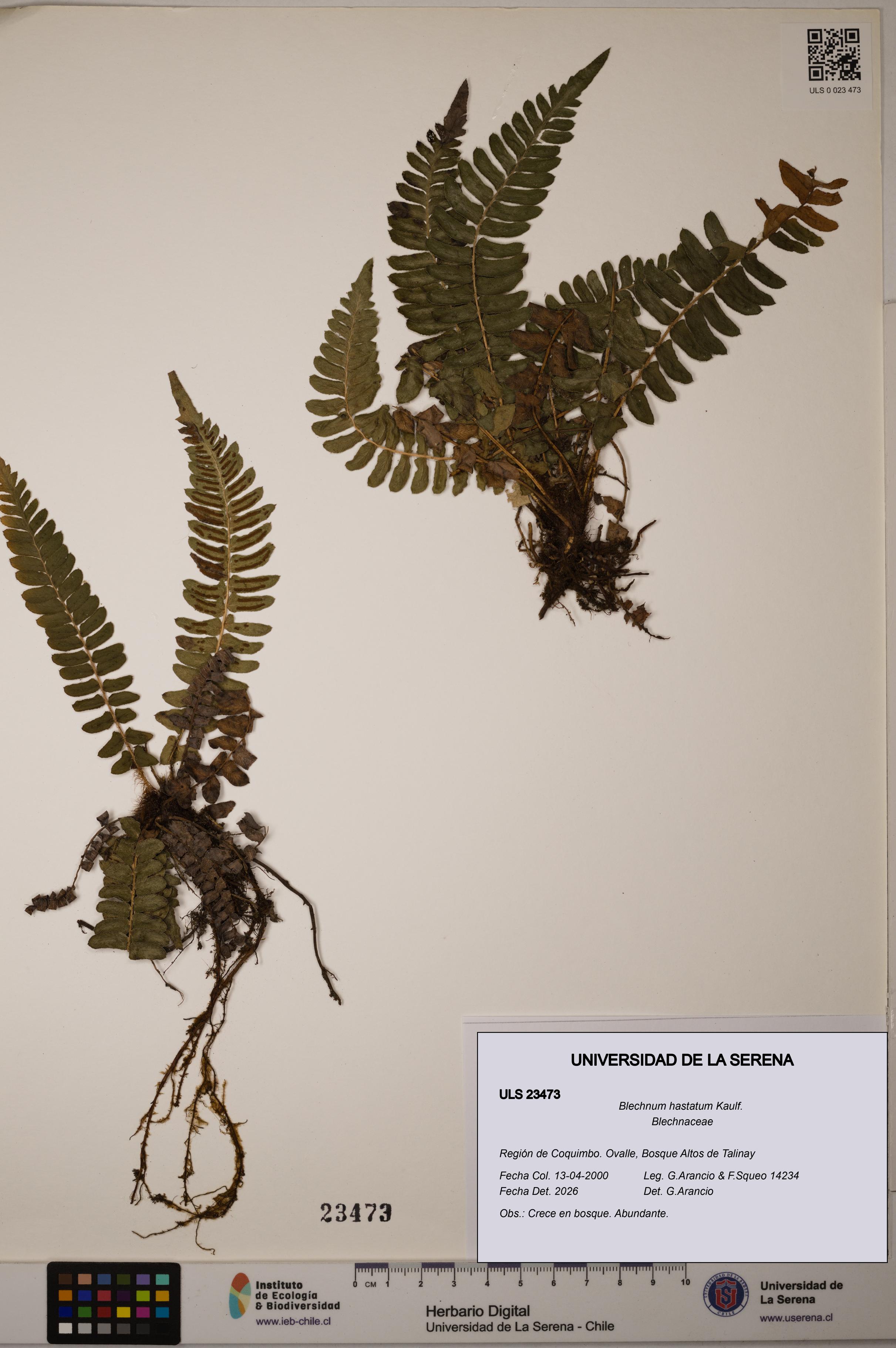 Blechnum hastatum [Espécimen: ULS:ULS:0023473]