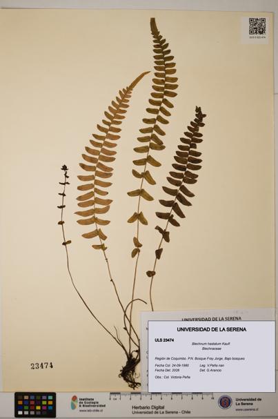 Blechnum hastatum [Espécimen: ULS:ULS:0023474]
