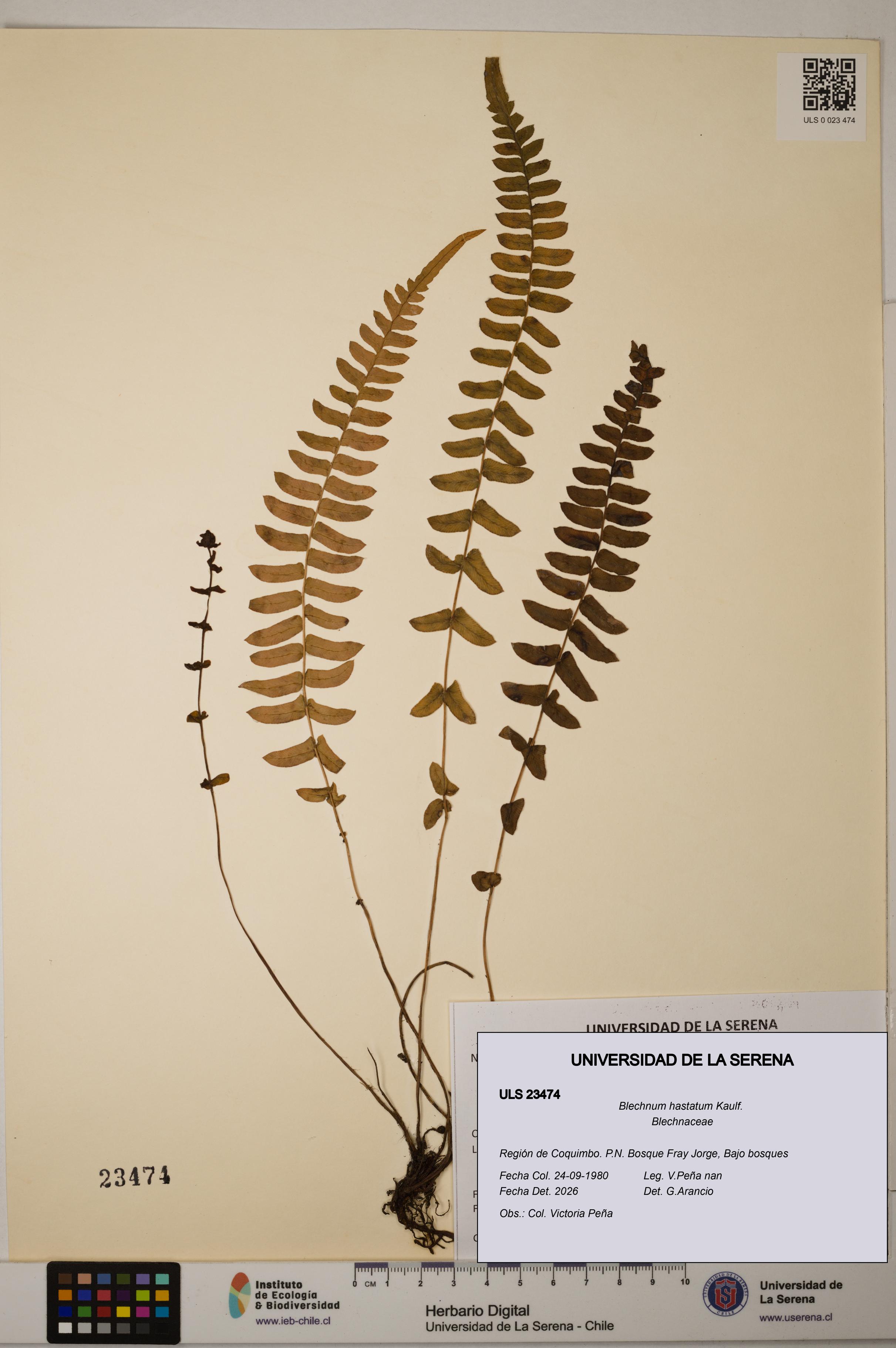 Blechnum hastatum [Espécimen: ULS:ULS:0023474]