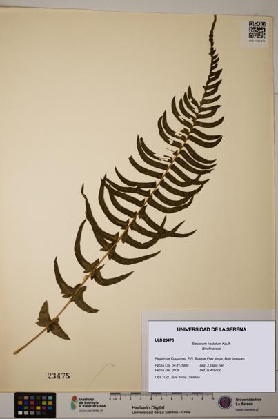 Blechnum hastatum [Espécimen: ULS:ULS:0023475]