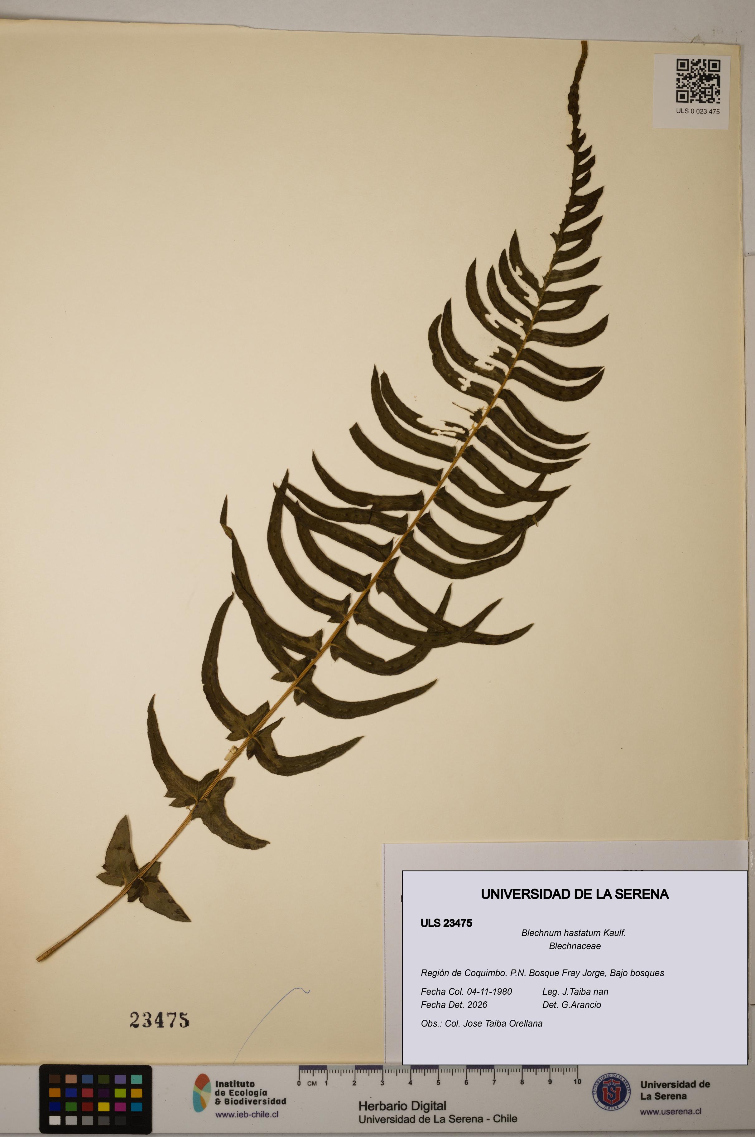 Blechnum hastatum [Espécimen: ULS:ULS:0023475]