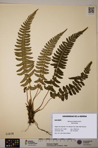 Blechnum hastatum [Espécimen: ULS:ULS:0023476]