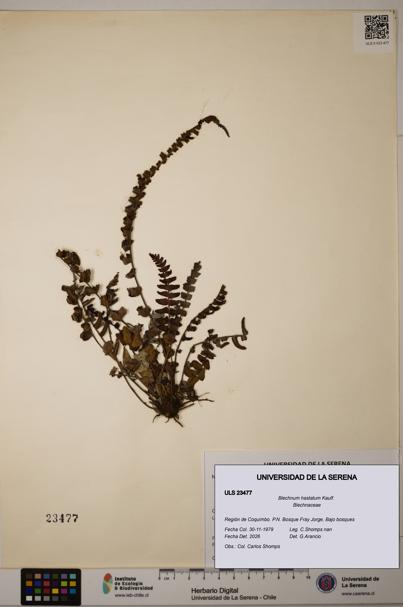 Blechnum hastatum [Espécimen: ULS:ULS:0023477]
