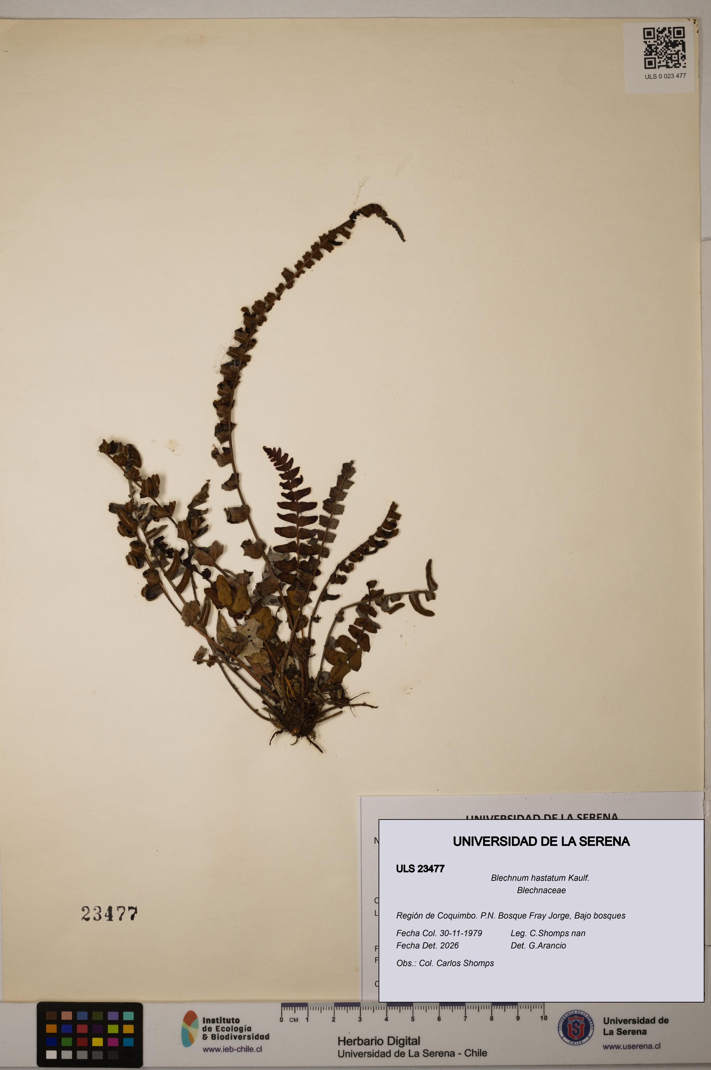 Blechnum hastatum [Espécimen: ULS:ULS:0023477]