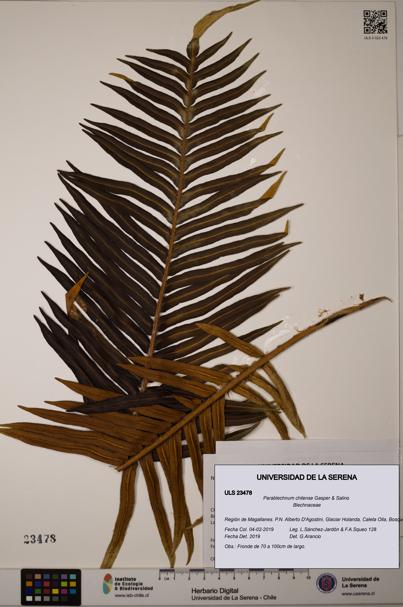 Parablechnum chilense [Espécimen: ULS:ULS:0023478]