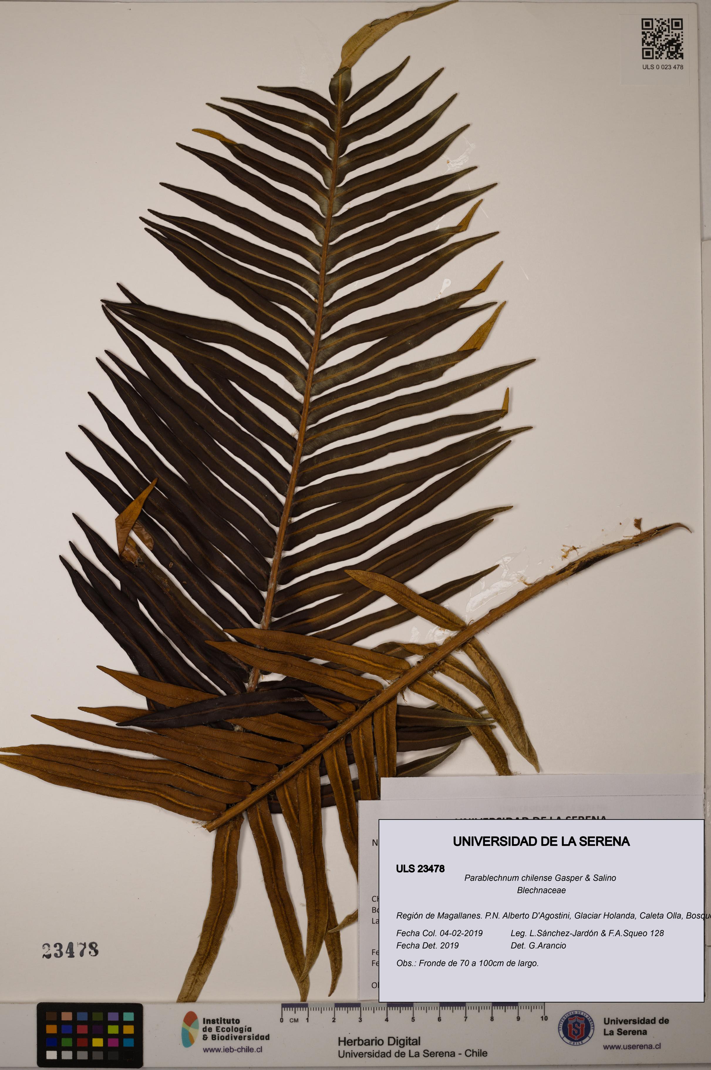 Parablechnum chilense [Espécimen: ULS:ULS:0023478]