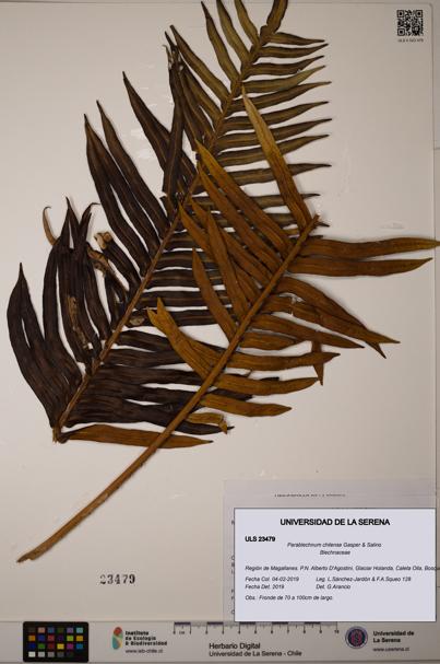Parablechnum chilense [Espécimen: ULS:ULS:0023479]