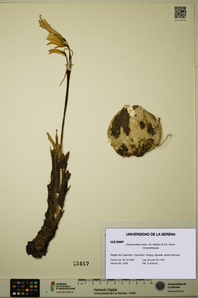 Zephyranthes sarae [Espécimen: ULS:ULS:0023487]