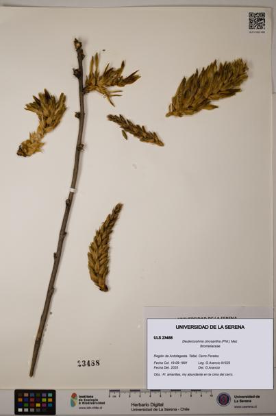 Deuterocohnia chrysantha [Espécimen: ULS:ULS:0023488]