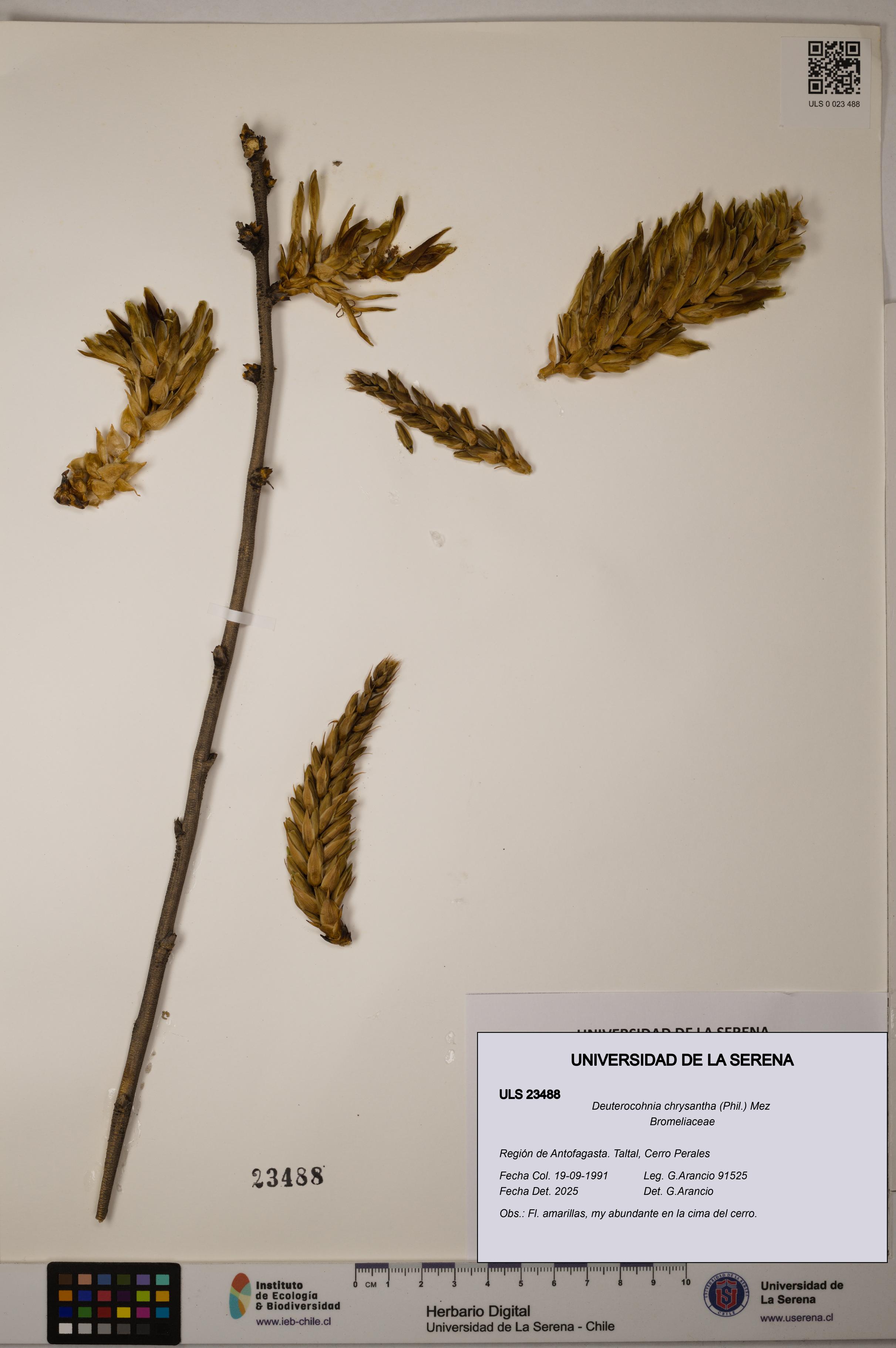Deuterocohnia chrysantha [Espécimen: ULS:ULS:0023488]