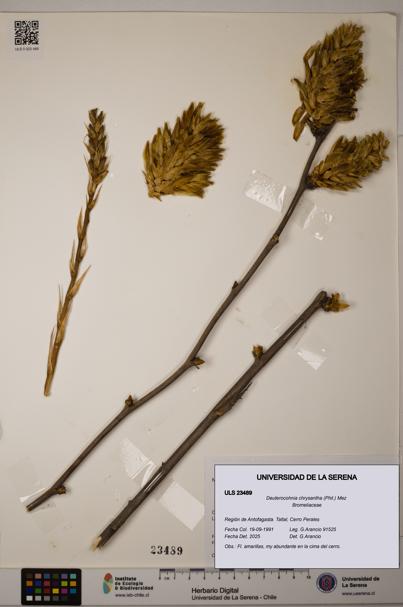 Deuterocohnia chrysantha [Espécimen: ULS:ULS:0023489]