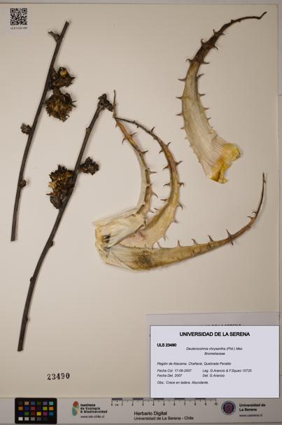 Deuterocohnia chrysantha [Espécimen: ULS:ULS:0023490]