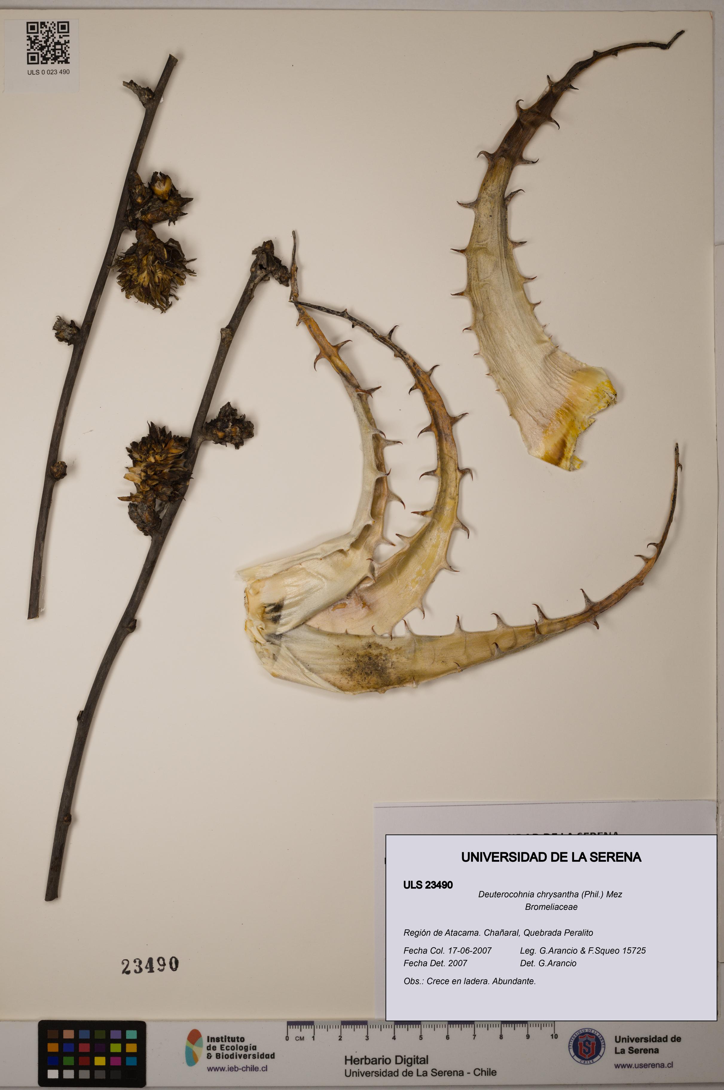 Deuterocohnia chrysantha [Espécimen: ULS:ULS:0023490]