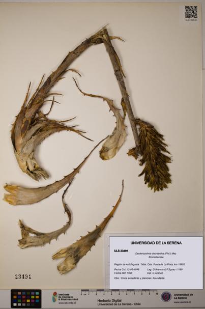 Deuterocohnia chrysantha [Espécimen: ULS:ULS:0023491]