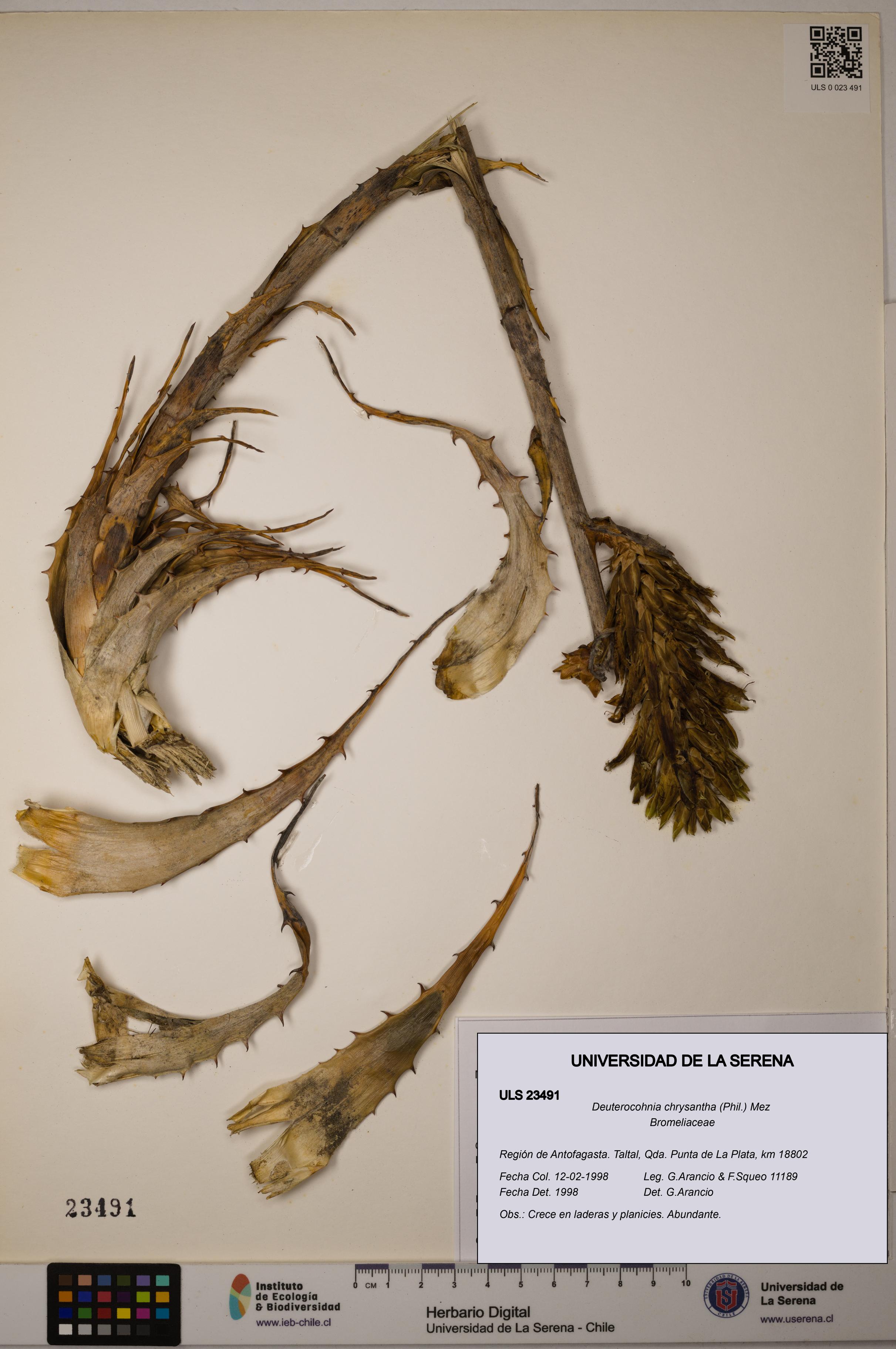 Deuterocohnia chrysantha [Espécimen: ULS:ULS:0023491]