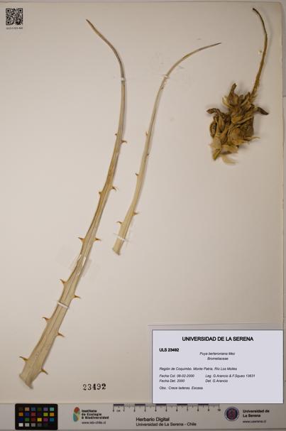 Puya berteroniana [Espécimen: ULS:ULS:0023492]