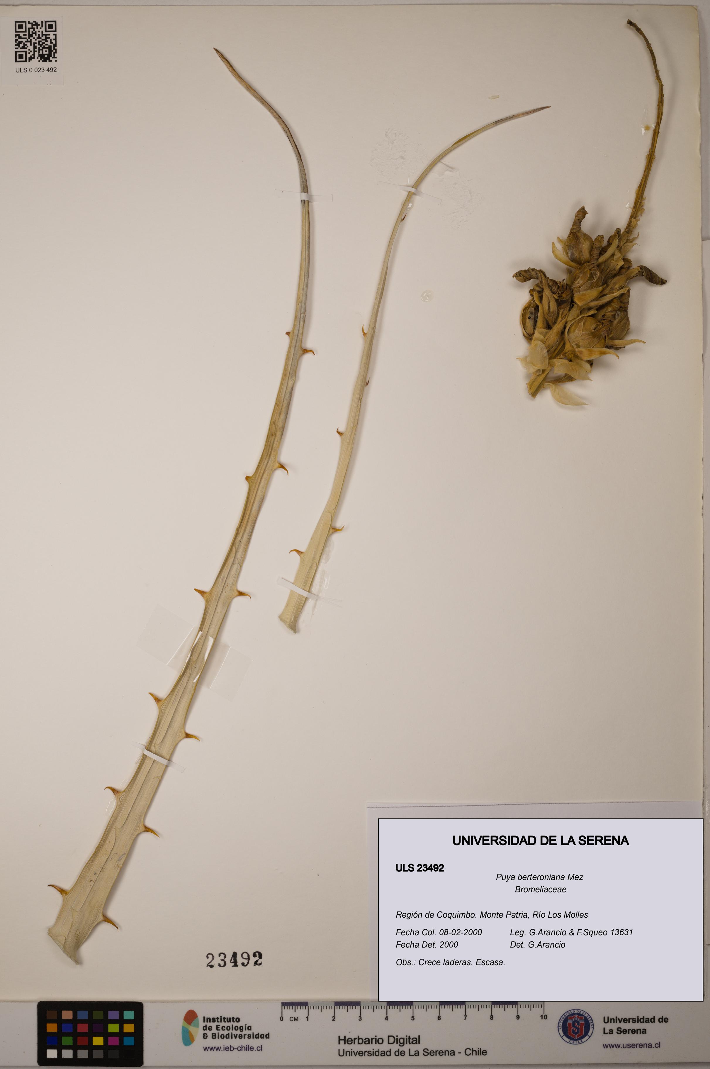 Puya berteroniana [Espécimen: ULS:ULS:0023492]