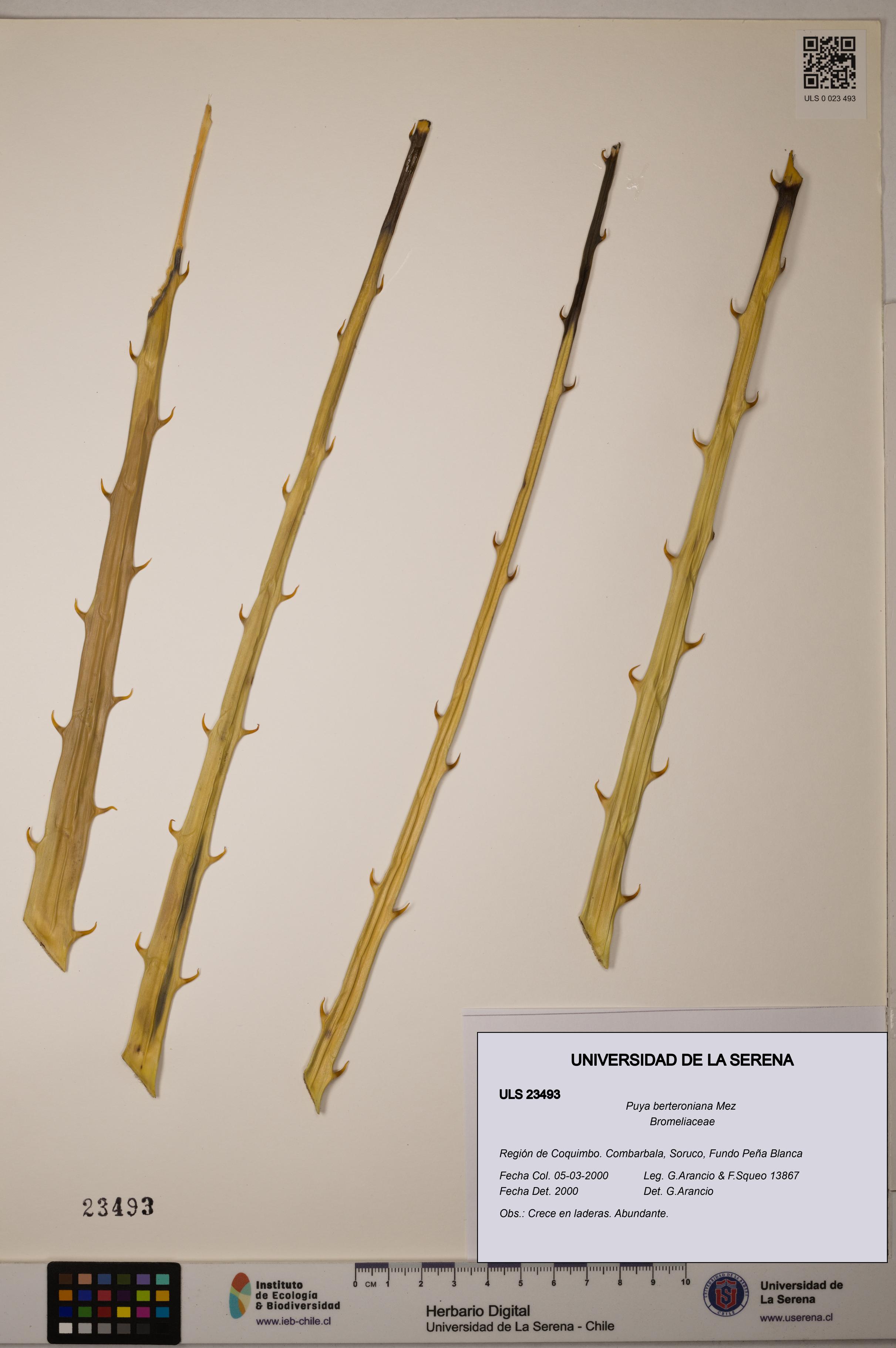 Puya berteroniana [Espécimen: ULS:ULS:0023493]