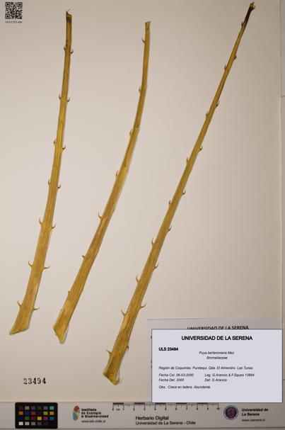 Puya berteroniana [Espécimen: ULS:ULS:0023494]