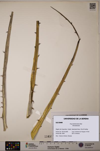 Puya berteroniana [Espécimen: ULS:ULS:0023495]