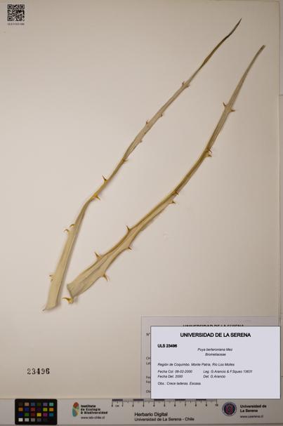 Puya berteroniana [Espécimen: ULS:ULS:0023496]