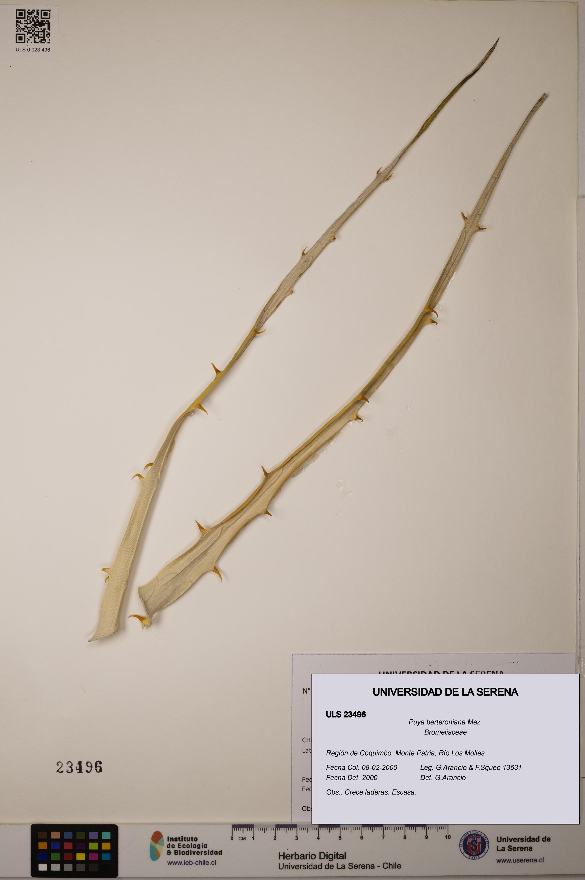 Puya berteroniana [Espécimen: ULS:ULS:0023496]