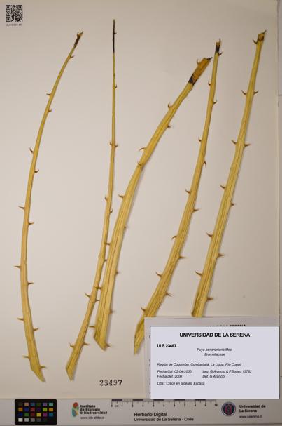 Puya berteroniana [Espécimen: ULS:ULS:0023497]