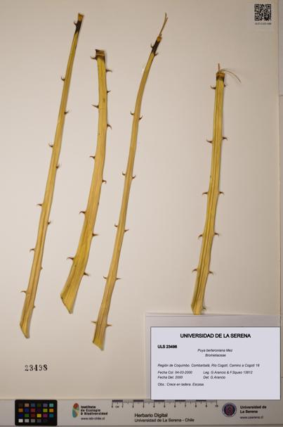 Puya berteroniana [Espécimen: ULS:ULS:0023498]