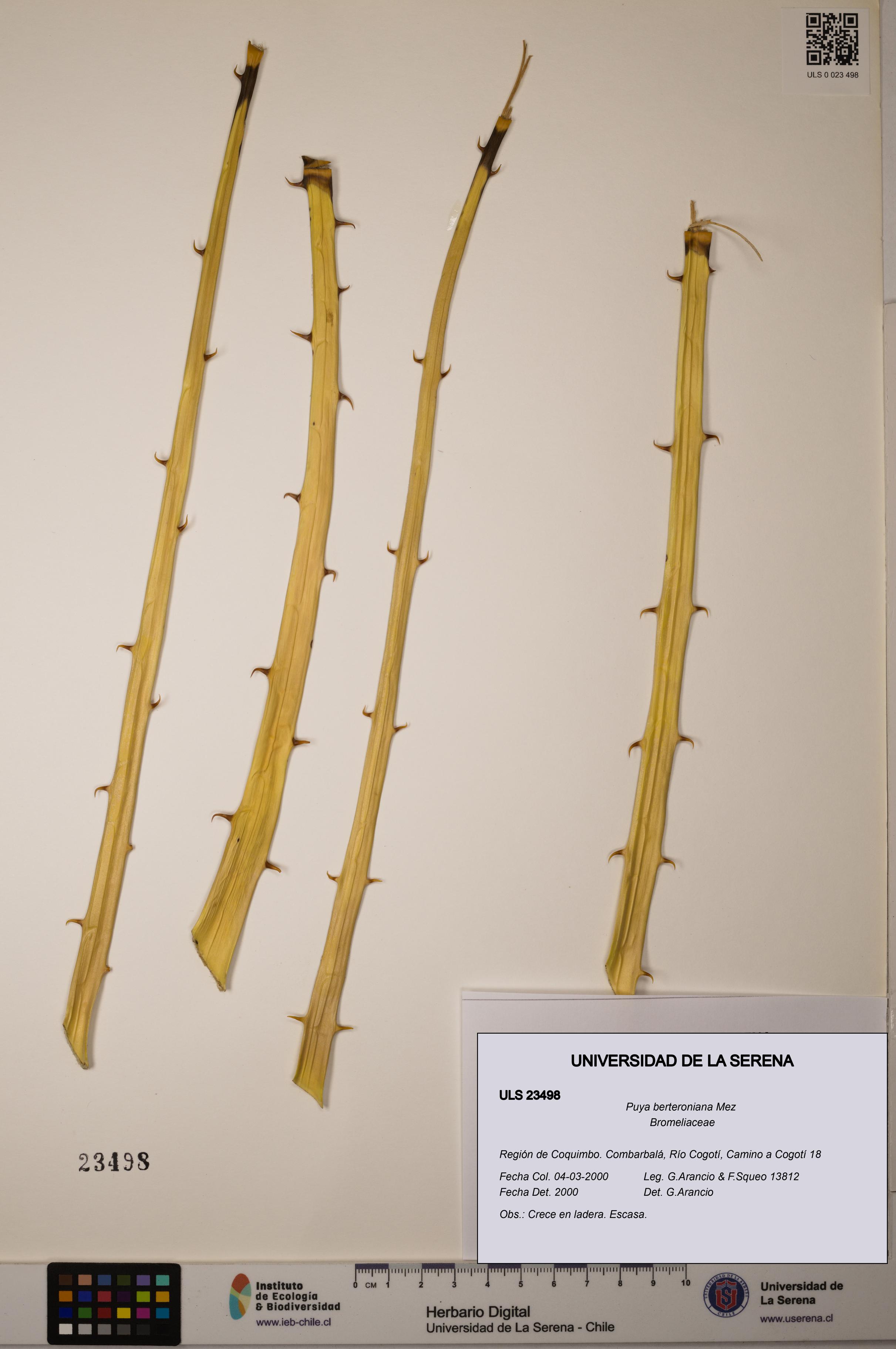 Puya berteroniana [Espécimen: ULS:ULS:0023498]