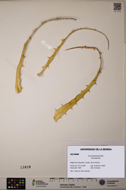 Puya berteroniana [Espécimen: ULS:ULS:0023499]