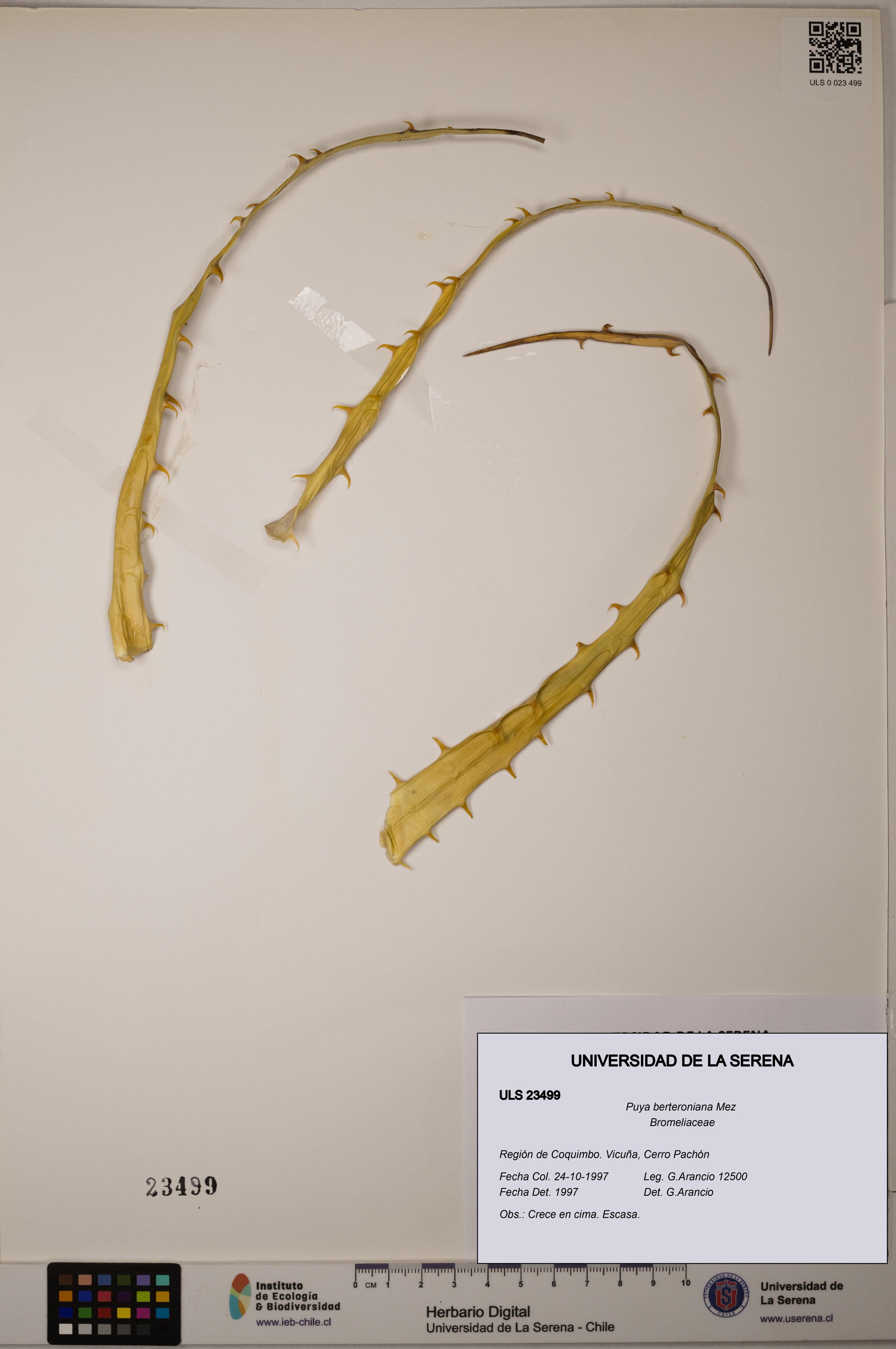 Puya berteroniana [Espécimen: ULS:ULS:0023499]