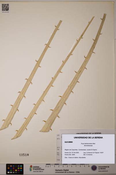 Puya berteroniana [Espécimen: ULS:ULS:0023500]