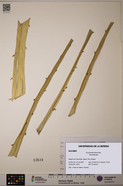 Puya berteroniana [Espécimen: ULS:ULS:0023501]