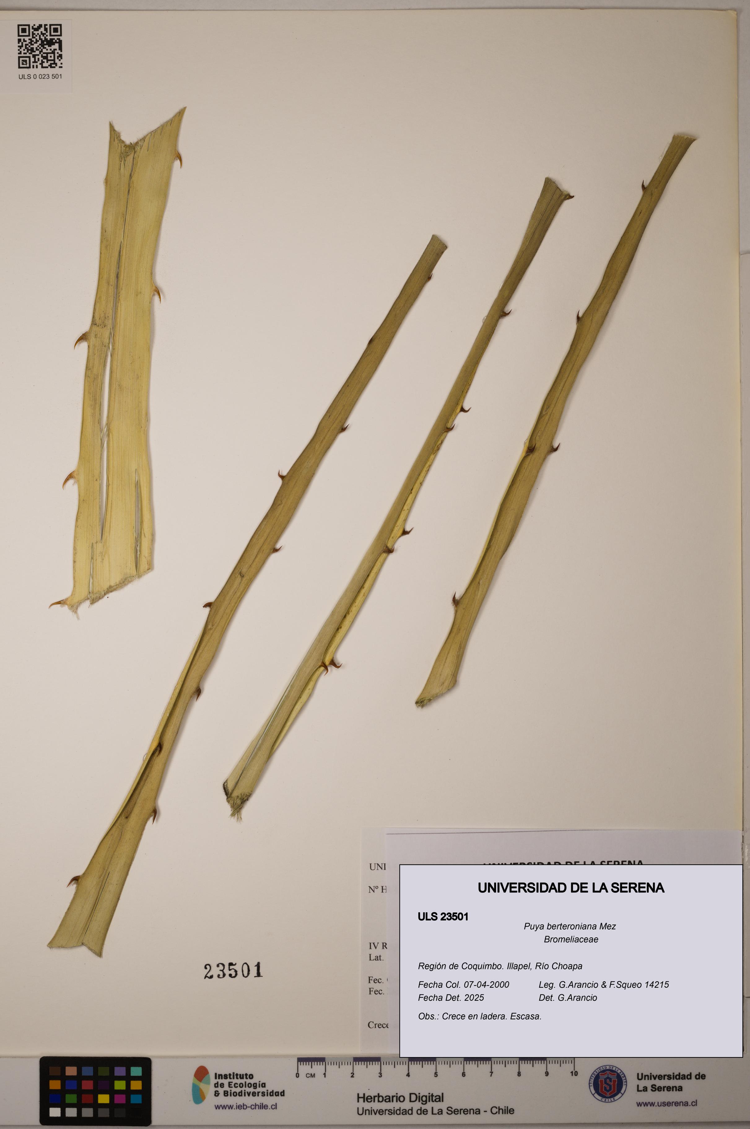 Puya berteroniana [Espécimen: ULS:ULS:0023501]