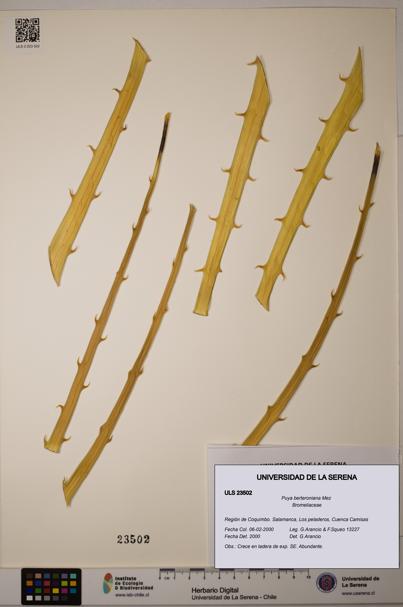 Puya berteroniana [Espécimen: ULS:ULS:0023502]