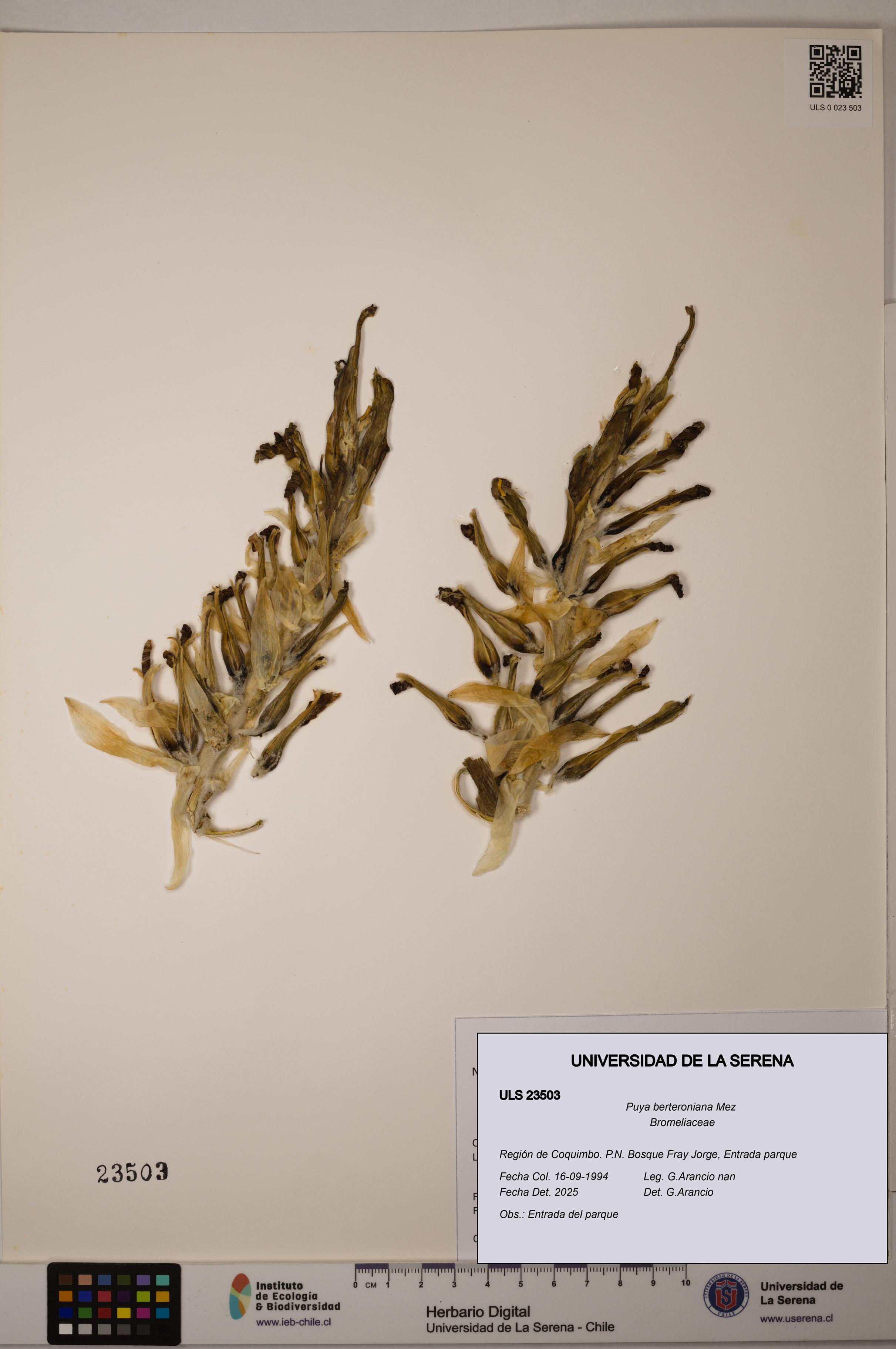 Puya berteroniana [Espécimen: ULS:ULS:0023503]