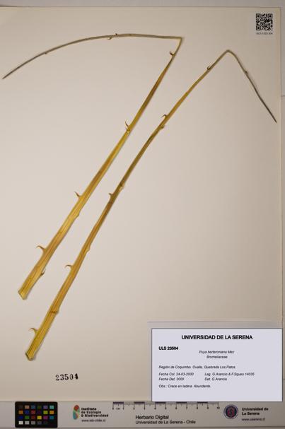 Puya berteroniana [Espécimen: ULS:ULS:0023504]