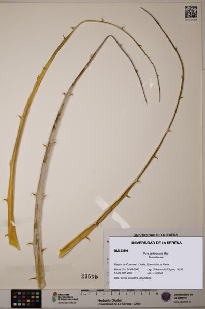 Puya berteroniana [Espécimen: ULS:ULS:0023505]