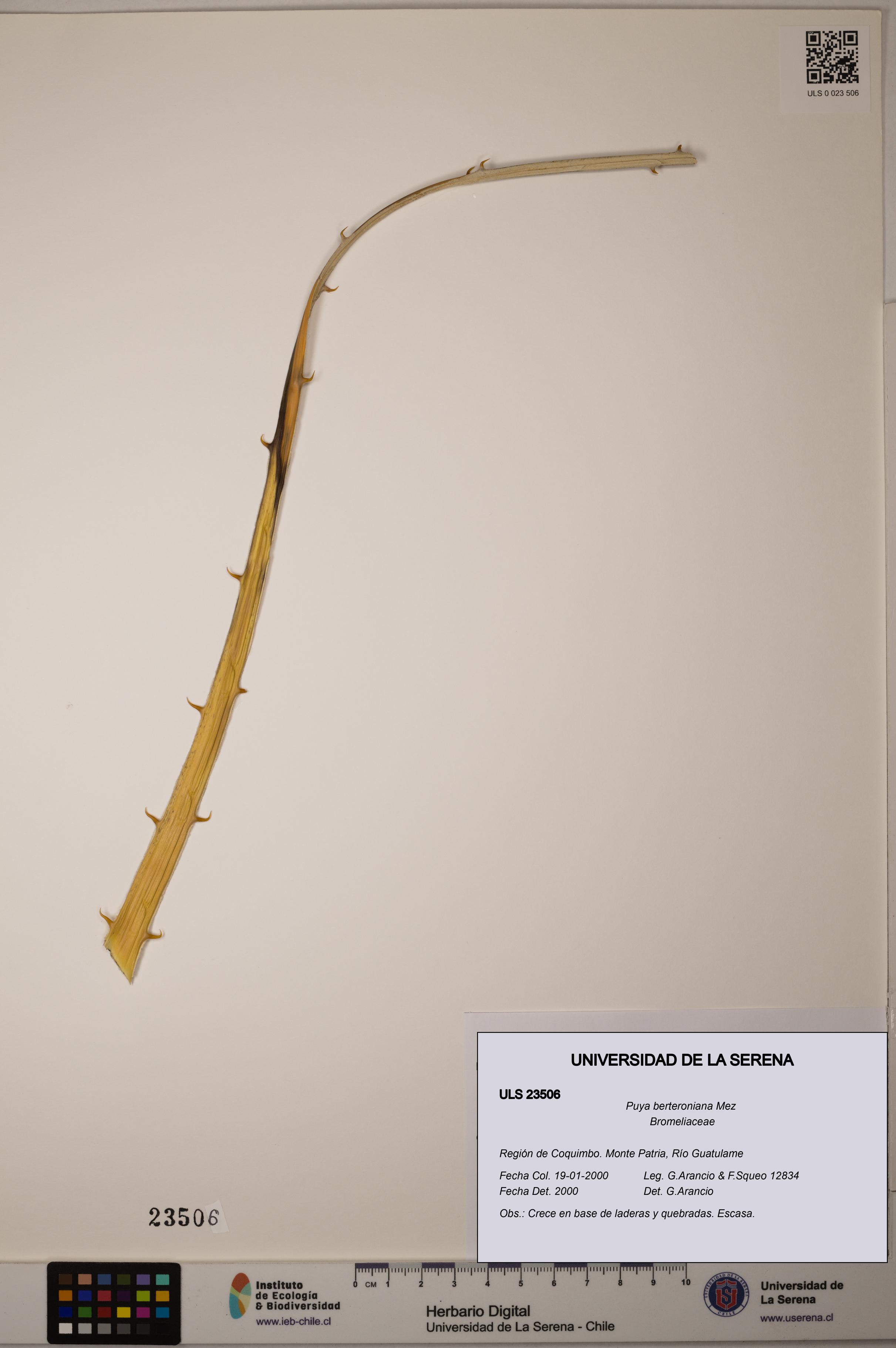 Puya berteroniana [Espécimen: ULS:ULS:0023506]