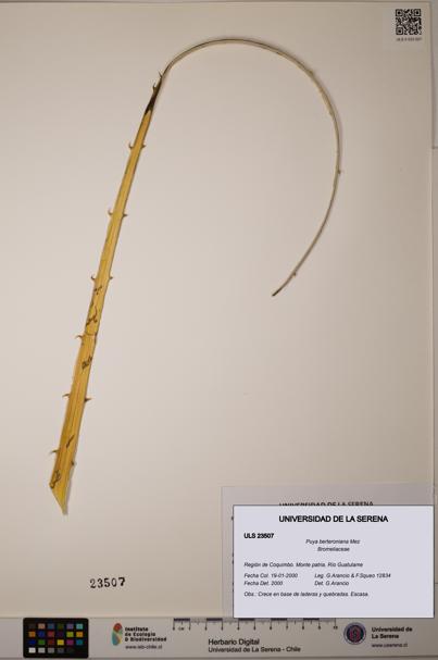 Puya berteroniana [Espécimen: ULS:ULS:0023507]