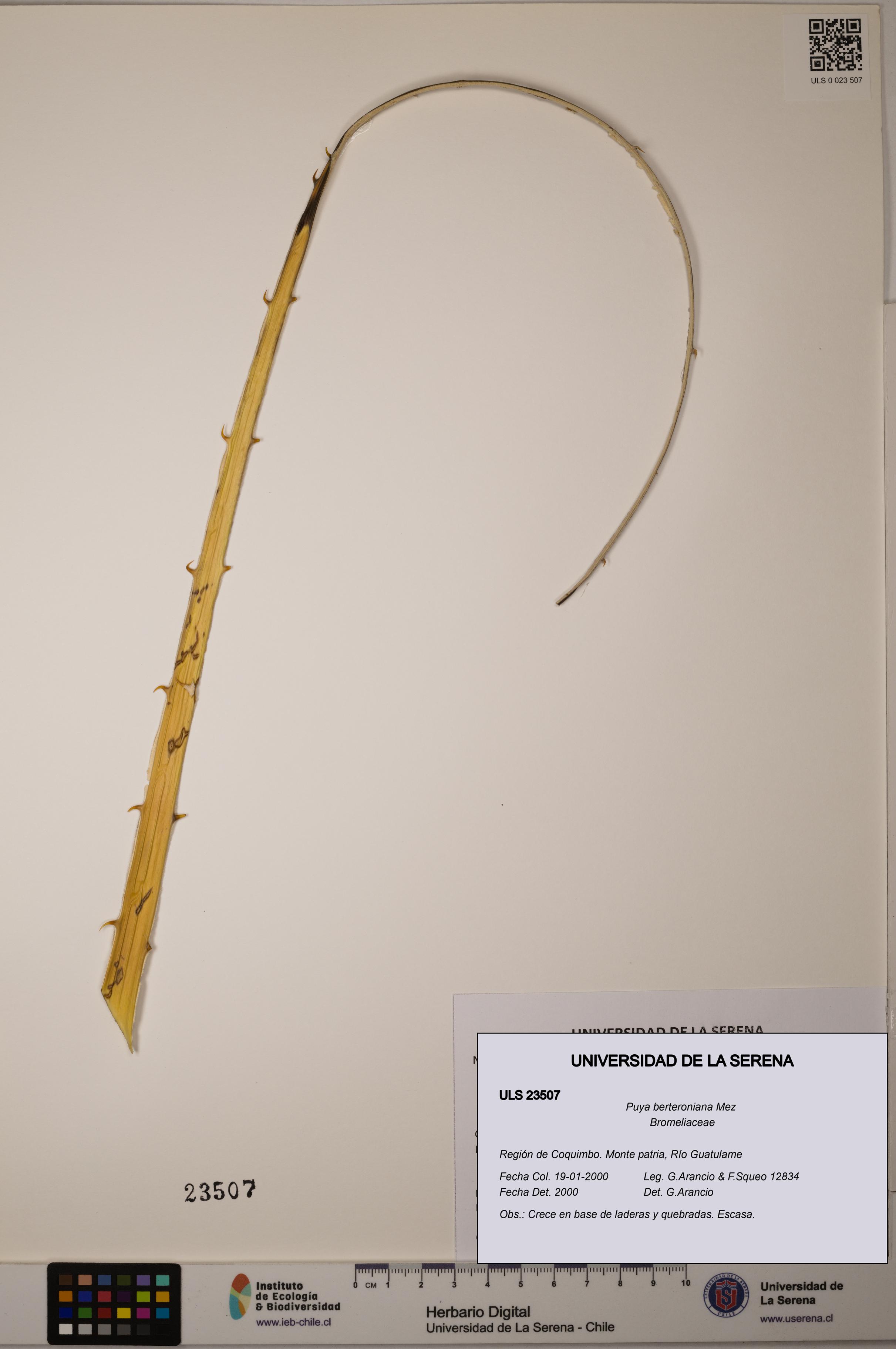 Puya berteroniana [Espécimen: ULS:ULS:0023507]