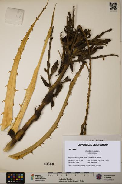 Puya boliviensis [Espécimen: ULS:ULS:0023508]