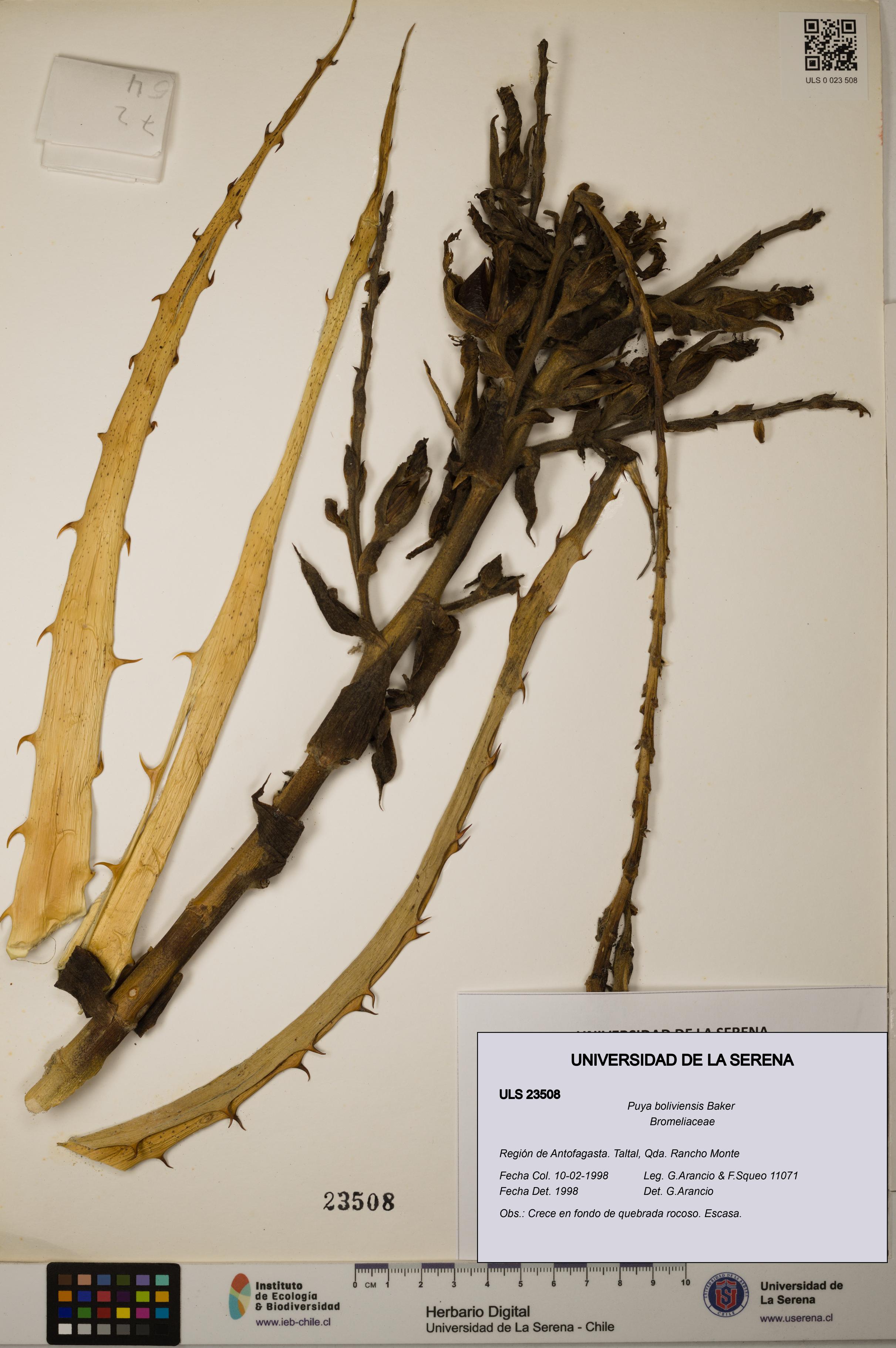 Puya boliviensis [Espécimen: ULS:ULS:0023508]