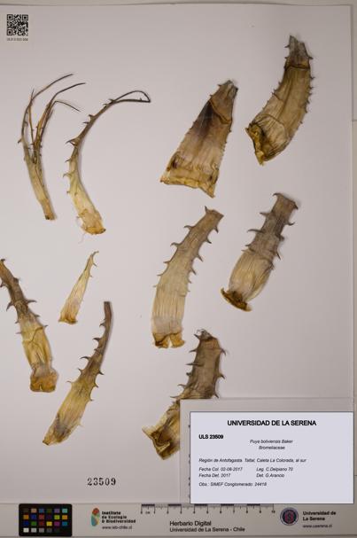 Puya boliviensis [Espécimen: ULS:ULS:0023509]