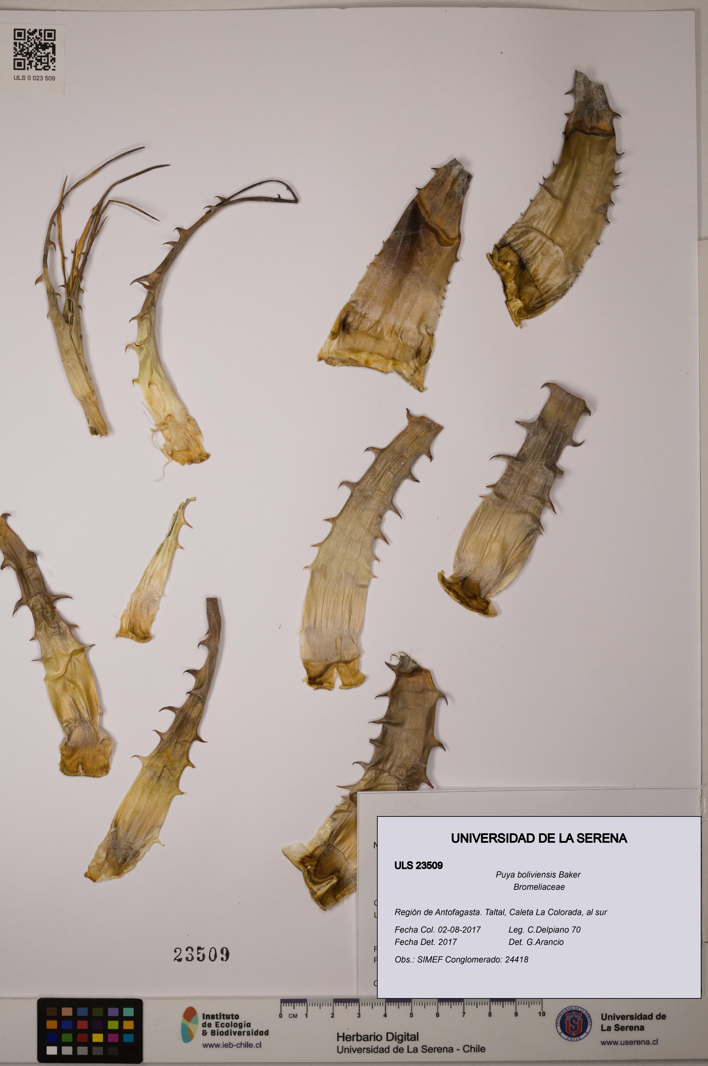 Puya boliviensis [Espécimen: ULS:ULS:0023509]